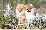 SPITZ ALLEMAND 253